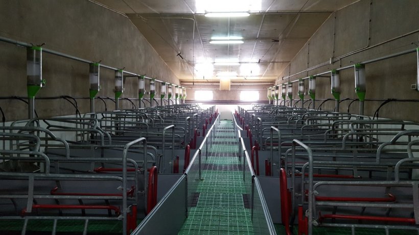 Immagine&nbsp;1. Le sale parto con corridoio solo dietro la gabbia facilitano il controllo dei parti, la pulizia dei posteriori ed una buona osservazione della scrofa e del nido.
