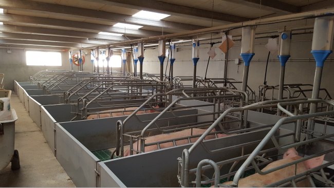 Immagine 2. Una sala parto con corridio davanti e dietro costa il 10% in più in costruzione, ma permette un lavoro molto migliore di gestione dei parti e dell'alimentazione.
