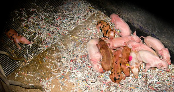 Suinetti infreddoliti 1