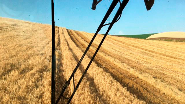 Immagine 1: Raccolta dell&#39;orzo in Cordoba, 4000 kg/ha
