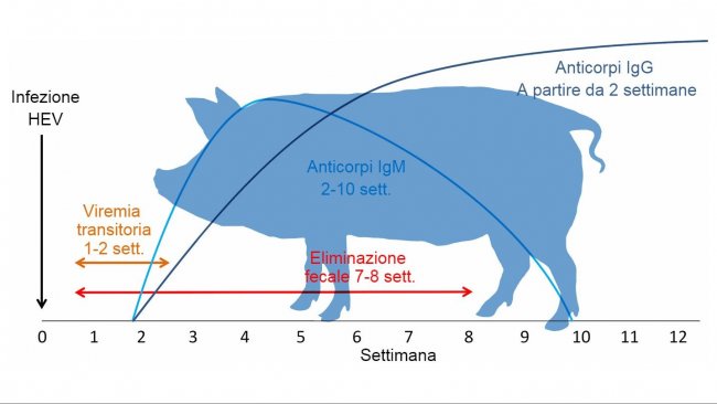 Risposta all'infezione del virus dell'Epatite E 