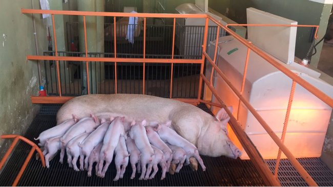 La producción de leche supone el 75 a 80 % de los requerimientos totales de la cerda lactante. (Foto: Instalaciones de investigación, NEPSUI/ UFMG)