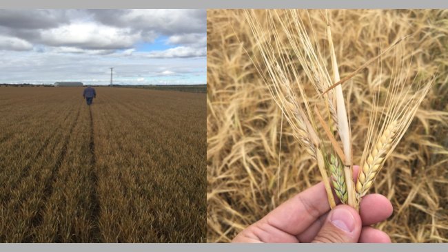 Stato dei campi in Castilla y León, prima dei raccolti. Cattive rese come conseguenza delle gelate e dell'effetto piogge.