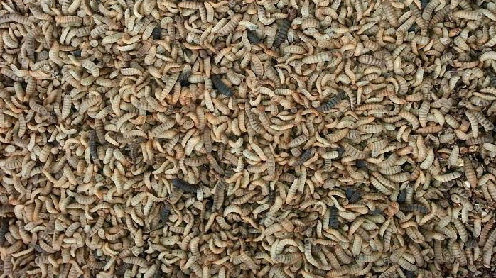 Larvas de black soldier.
