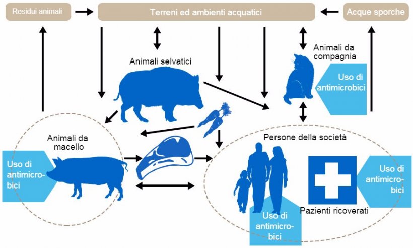 Flussi della resistenza agli antibiotici tra i differenti serbatoi. In blu si indicano i punti di utilizzo degli antibiotici. http://www.effort-against-amr.eu/
