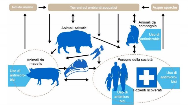 Flussi della resistenza agli antibiotici tra i differenti serbatoi. In blu si indicano i punti di utilizzo degli antibiotici. http://www.effort-against-amr.eu/