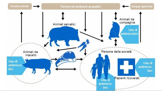 Flussi della resistenza agli antibiotici tra i differenti serbatoi. In blu si indicano i punti di utilizzo degli antibiotici. http://www.effort-against-amr.eu/

