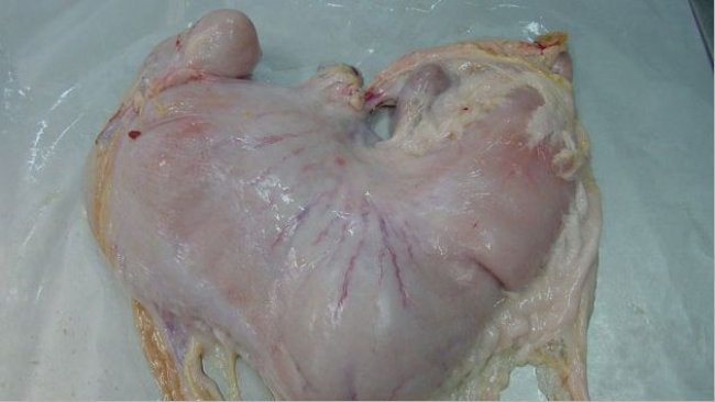 Stomaco di suino con contenuto