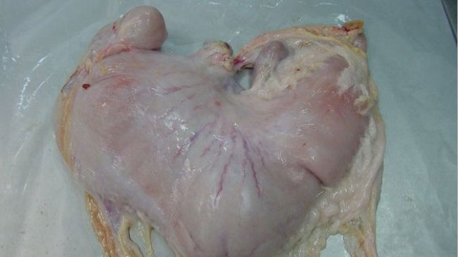 Stomaco di suino con contenuto