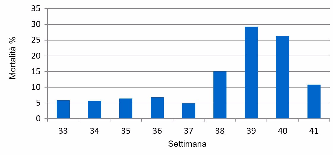 % Mortalità settimanale sottoscrofa, prima e durante lepisodio PED
