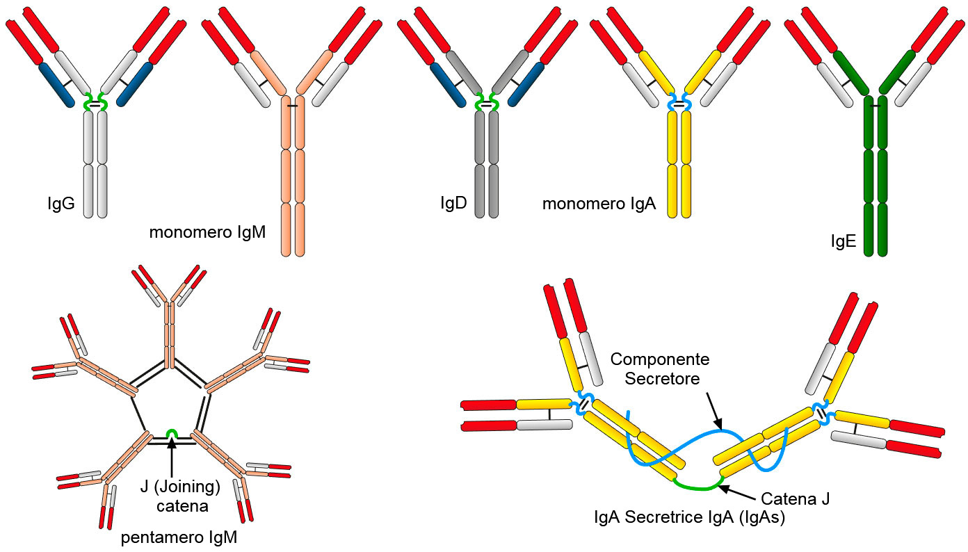 Первичный иммуноглобулин. Антитела IGM IGG iga. Структура антитела IGG. Структура иммуноглобулина iga. IGM антитела строение.