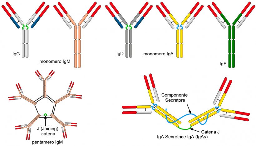 Figura 2. Le differenti sequenze di amminoacidi della regione a catena costante pesante&nbsp;(H) caratterizzazino differenti classi di anticorpi o isotipi
