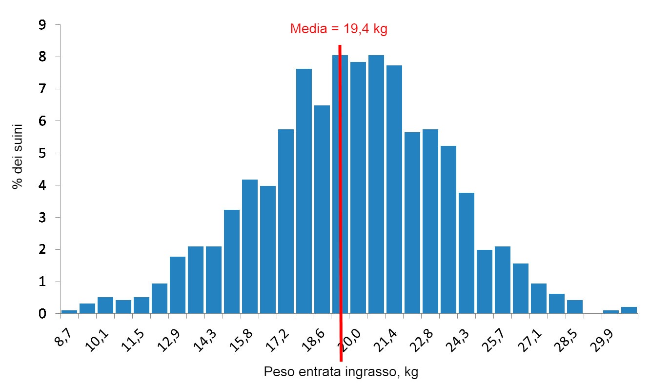 Distribuzione dei pesi all\entrata dell\ingrasso.