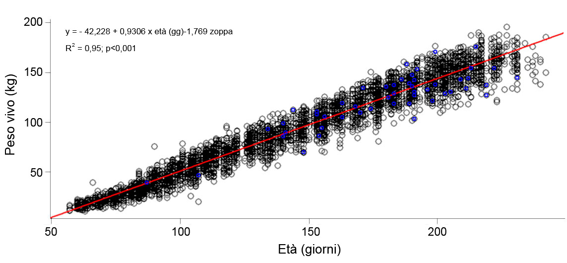 Evoluzione del peso vivo e letà delle scrofette zoppe e non zoppe