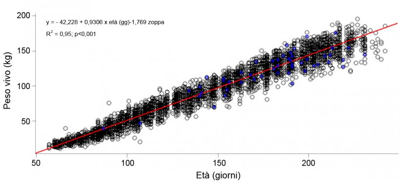 Grafico 1. Evoluzione del peso vivo e l&#39;et&agrave; delle scrofette zoppe (azzurro) e non zoppe (nero)
