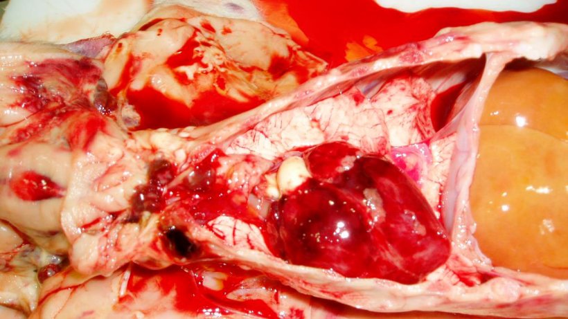 Figura 7. Il cuore del suinetto della Figura 3. Osserva le emorragie petecchiali sul cuore ed i linfonodi emorragici.
