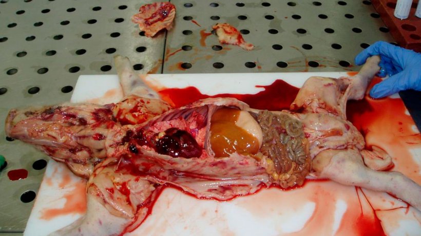 Figura 6. Suinetto di 7 gg di vita. Osservare la carcassa pallida ed emorragie generalizzate sulla pelle. Fegato con ittero. Tutti i linfonodi emorragici.
