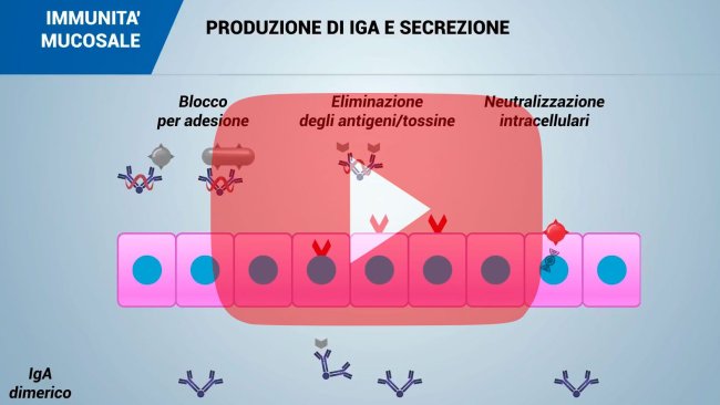 immunità mucosale