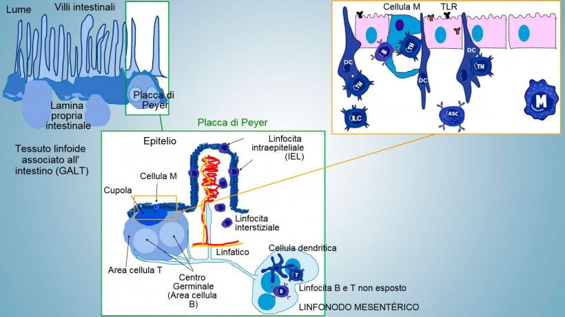 Figura&nbsp;1: Rappresentazione schematica dei tessuti linfoidi associati all&#39;intestino: placche di&nbsp;Peyer&nbsp;(PPs), follicoli isolati e linfonodi mesenterici.

