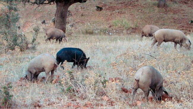 Il contatto con cinghiali è più probabile nelle produzioni all'aperto, però alcuni patogeni, come il virus della malattia d'Aujeszky o della peste suina classica possono raggiungere i suini alloggiati nei capannoni.