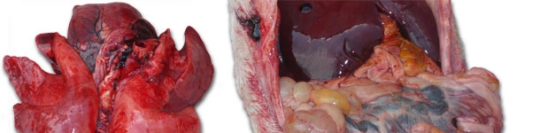 Grave congestione polmonare ed una enterite di varia gravità con interessamento più o meno importante dei linfonodi mesenterici