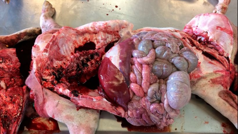 Figura 6a: Necroscopia in laboratorio. Nessun risultato da notare, solo una colorazione color cioccolato del sangue.
