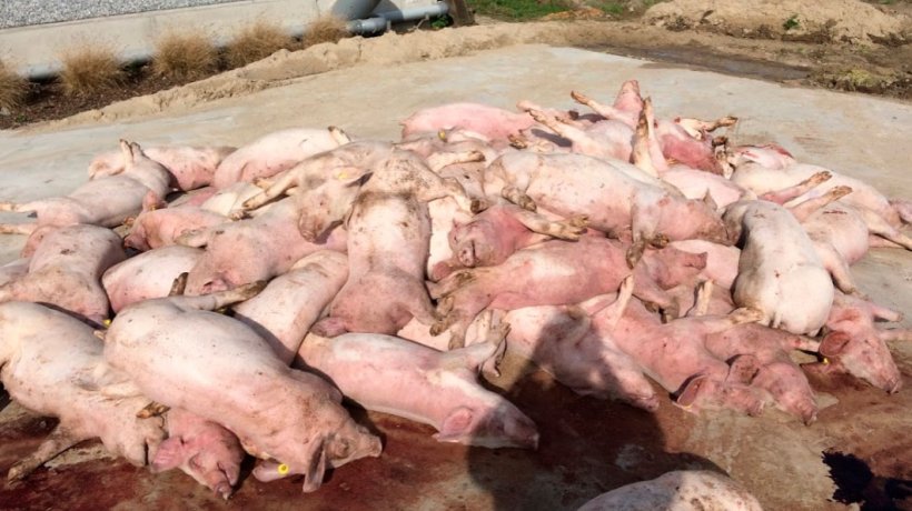 Figura 3: Prima immagine all&#39;arrivo in allevamento: mucchio di suini morti davanti al capannone. Colorazione sorprendente delle estremit&agrave; dei suini.
