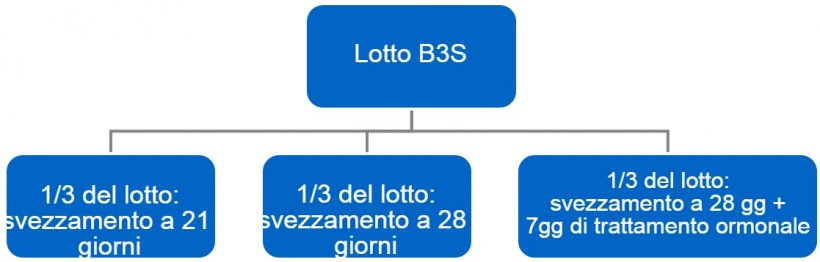 Figura 4. Processo del passaggio da&nbsp;bande a 3 settimane&nbsp;(B3S) a bande settimanali.
