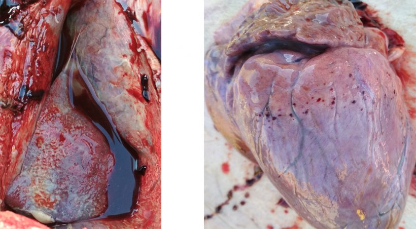 Figura 3-4. Presenza di pleurite e pericardite fibrinosa (sinistra). Emorragie petecchiali al cuore&nbsp;(destra).
