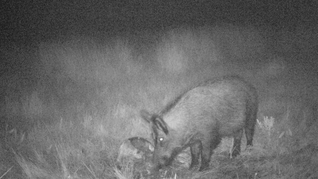 Foto 4: La foto trappola rivela come i cinghiali si nutrono di residui di carcasse e di caccia. E' importante evitare che questi siano accessibili ai cinghiali.