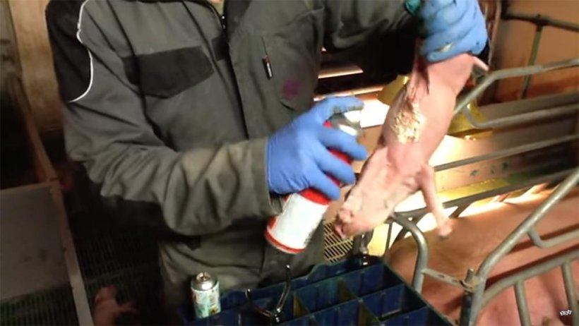 Protezione dei capezzoli con adesivo
