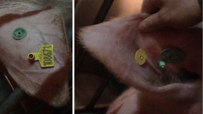 Identifichiamo la scrofa con il numero definitivo in 2 marchi auricolari