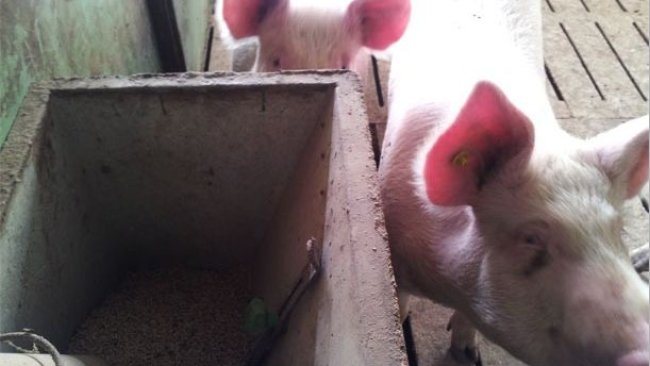 Cerda con una chapa y cerda sin chapa; en una hemos detectado un celo y en la otra ninguno.
