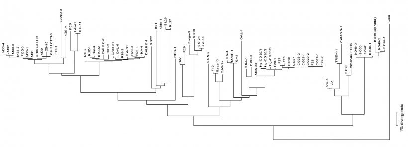 Figura 3. I dendogrammi o &quot;albero&nbsp;filogenetico&quot; si utilizzano per rappresentare graficamente il grado di similitudine&nbsp;(omologia) tra differenti virus della PRRS con un sequenziamento del virus di riferimento.
