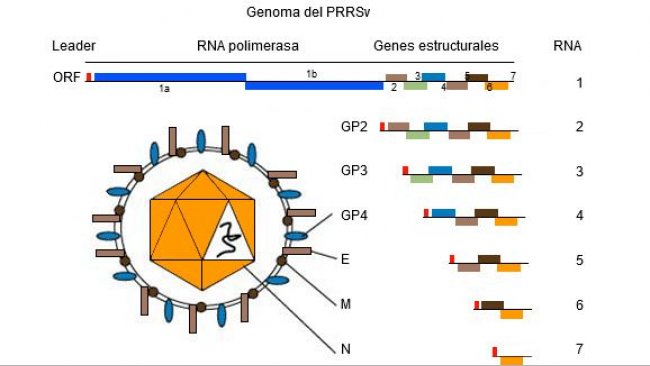 Figura 1. Il genoma del virus della PRRS è una molecola di RNA a catena unica.