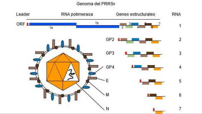 Figura 1. Il&nbsp;genoma del virus della PRRS&nbsp;&egrave; una molecola di RNA a catena unica.
