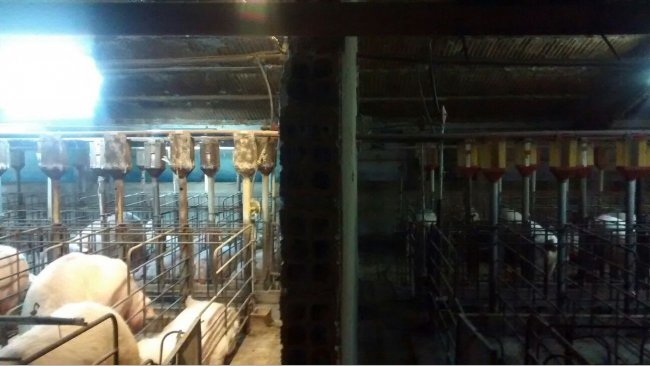 Foto 1. Differenza di illuminazione in gestazione prima e dopo l'installazione di un sistema extra di apporto di luce...