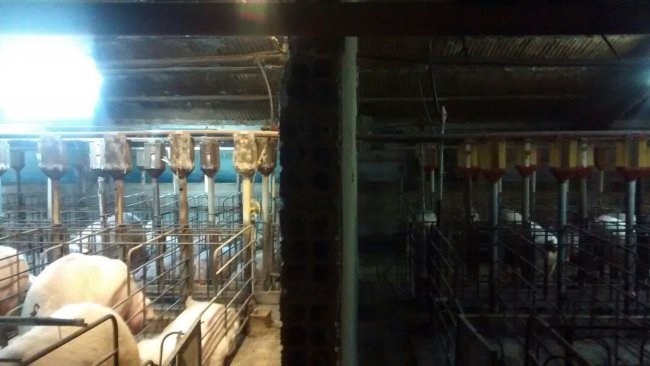 Foto 1. Differenza di illuminazione in gestazione prima e dopo l'installazione di un sistema extra di apporto di luce...