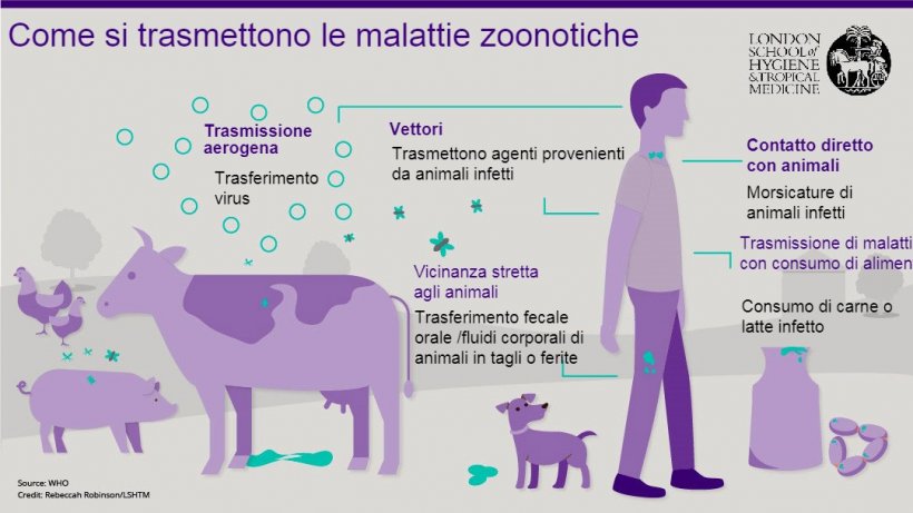 Malattie Professionali Dei Lavoratori A Contatto Con I Suini E O Carni Articoli 3tre3 La Pagina Del Suino