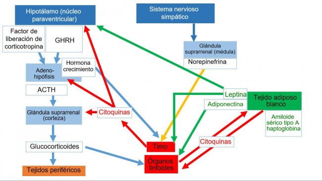 *Sistema neuro-endo-immune ACTH: ormone adrenocorticotropo * GHRH: ormone liberatore dell'ormone della crescita.