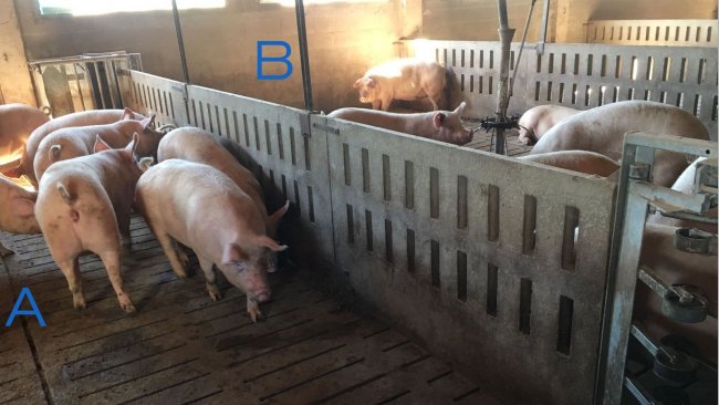 Foto 2. Box di addestramento scrofette per imparare ad entrare ed uscire della stazione di alimentazione. Nel lato A abbiamo solo abbeveratoi e nel latto B c'è la mangiatoia. Per invogliare le scrofette ad entrare, si posiziona i mangimi solo nel lato B.