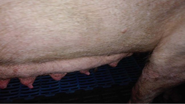 Foto 2: Involuzione mammaria nei primi momenti della fase di lattazione