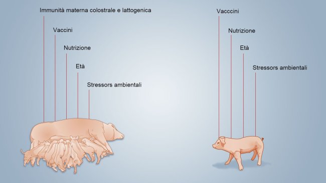 Figura 2. Fattori che hanno influenza sullo sviluppo dell'immunità neonatale.