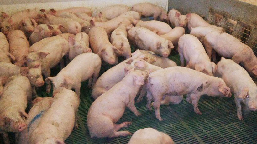 Figura 1. Box di suini in svezzamento con una densit&agrave; eccessiva che mostrano segni clinici di perdita di condizione corporale
