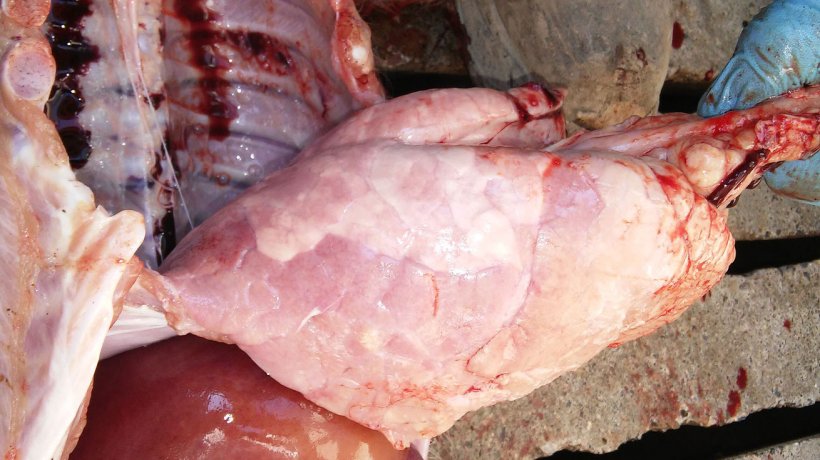 Figura 7. Polmonite interstiziale con un consolidamento polmonare marcato a del lobulo diaframmatico ventrale

