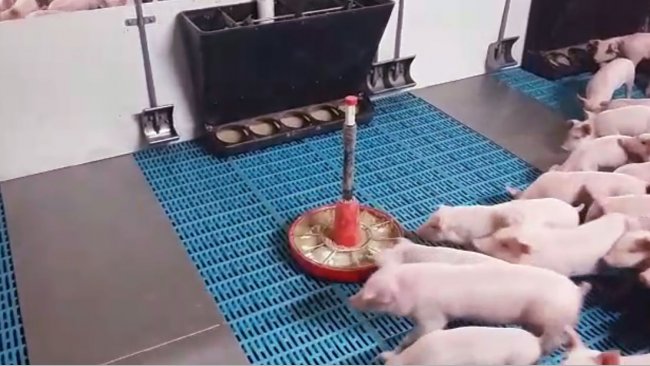 Il choice feeding si basa nell'offrire durante alcuni giorni di cambio della dieta, a volte diversi mangimi, sia esso il sottoscofa ed il prestarter e lo starter, con l'obbiettivo che il singolo suinetto scelga quale proporzione mangiare da ogni mangime.