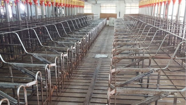 Dobbiamo considerare un certo spazio extra di tolleranza che consente la pulizia di routine dell'area in cui metteremo scrofe svezzate o inseminate.
