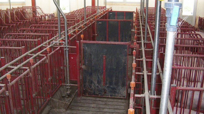 Le porte nei corridoi anteriori devono chiudere ogni 5 gabbie, permettendo cos&igrave; di ricercare i calori ed inseminare gruppi di 10 scrofe.
