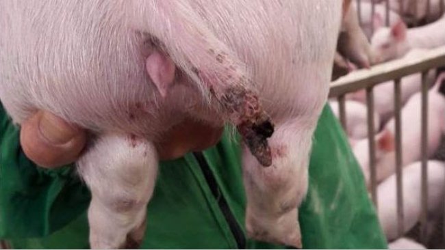 Figura 1. Una lesione grave in un suino di circa 15 kg in cui vi è stata addirittura la perdita di un parte di coda.