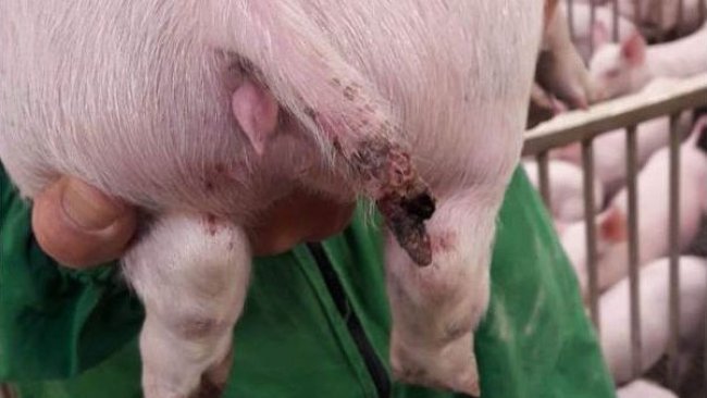 Figura 1. Una lesione grave in un suino di circa 15 kg in cui vi è stata addirittura la perdita di un parte di coda.